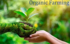 Organic Farming A Sustainable Approach to Agriculture