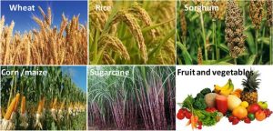 Organic Farming A Sustainable Approach to Agriculture