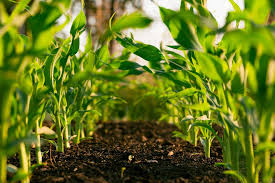 Organic Farming A Sustainable Approach to Agriculture