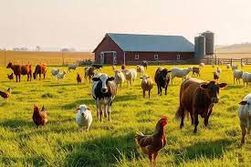 Organic Farming A Sustainable Approach to Agriculture