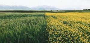 Organic Farming A Sustainable Approach to Agriculture
