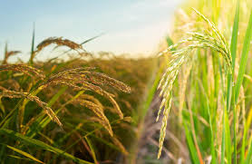 Organic Farming A Sustainable Approach to Agriculture