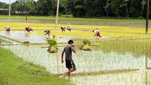 Organic Farming A Sustainable Approach to Agriculture