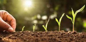 Organic Farming A Sustainable Approach to Agriculture