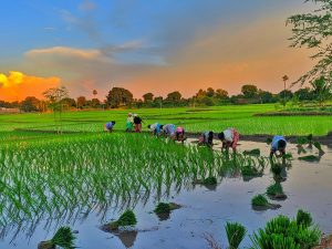 Organic Farming A Sustainable Approach to Agriculture